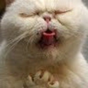 Meet your Posher, Yingying